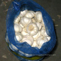 Exportar buena calidad Fresh Chinese Mesh Bag Embalaje Pure White Garlic